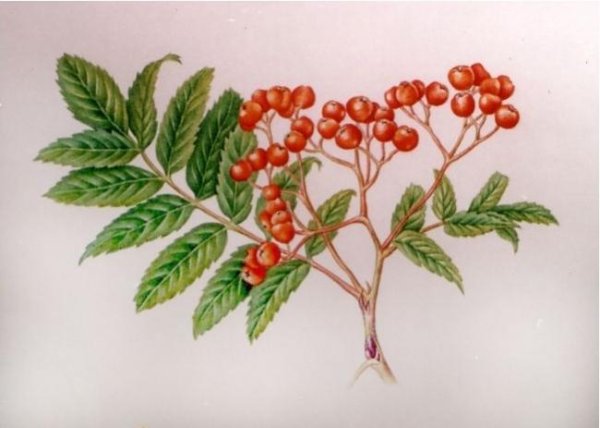 Рябина обыкновенная Фармакогнозия