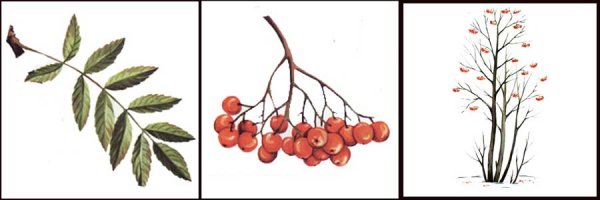 Рябина обыкновенная Ботанический рисунок