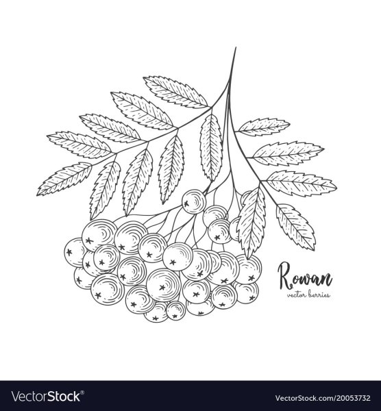 Рябина обыкновенная Ботанический рисунок