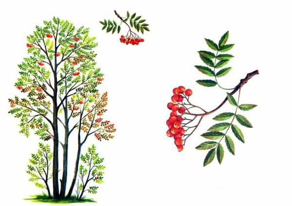 Рябина обыкновенная ветвление