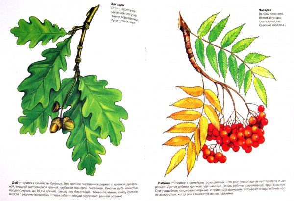 Ветка рябины для раскрашивания