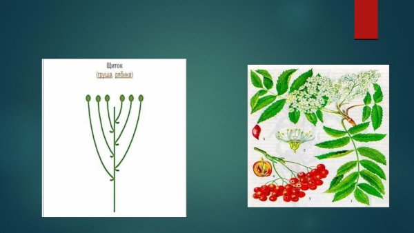 Ботаника рябина обыкновенная Sorbus