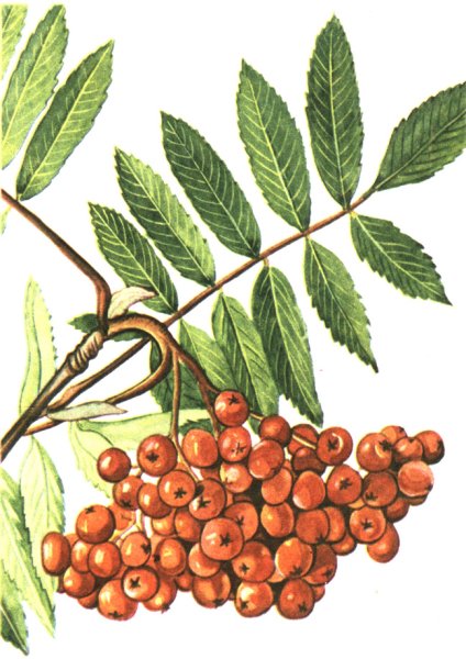 Гроздь рябины цветными карандашами