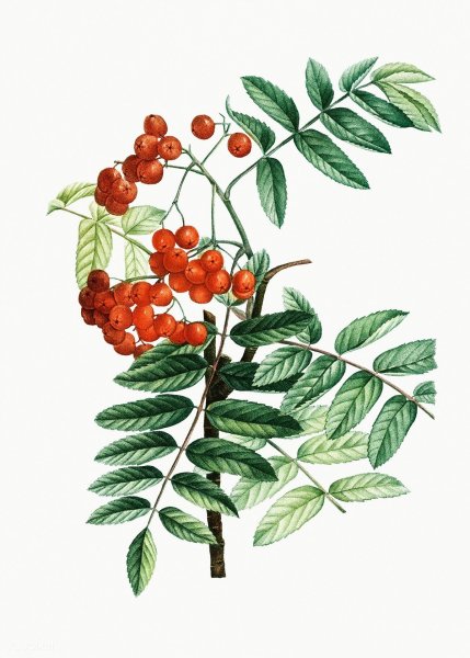 Рябина строение дерева