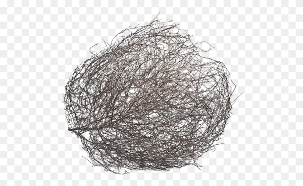 Перекати-поле растение