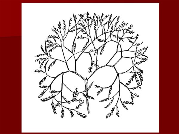 Перекати поле вектор