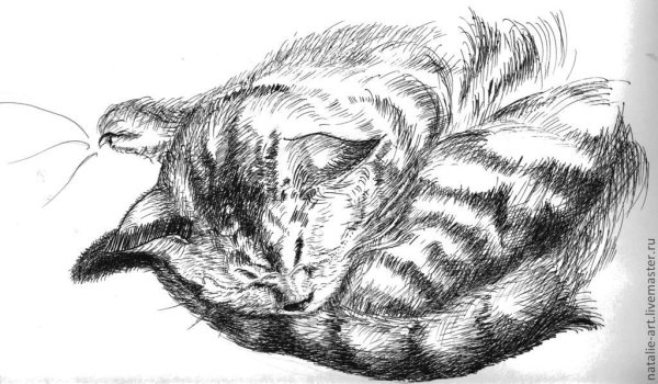 Спящий кот раскраска