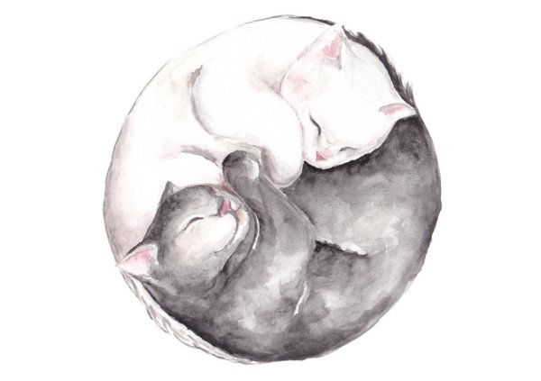 Кошка спит клубочком