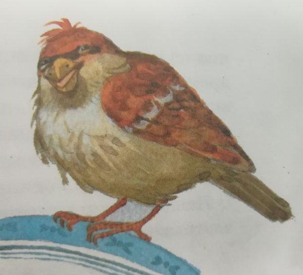 Воробей растрепанный Воробей