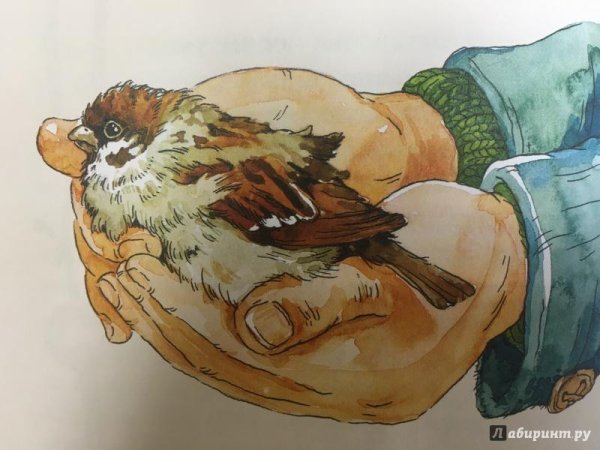 Евгений Иванович Чарушин Воробей