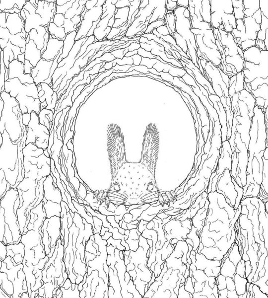 Белка в дупле раскраска