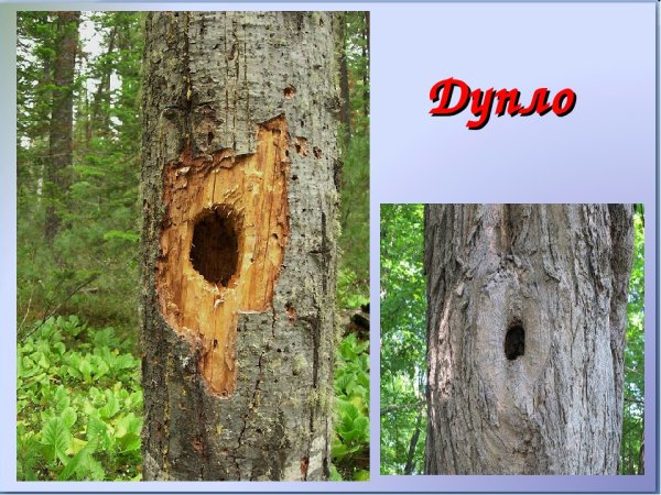 Лабиринт дерево для детей