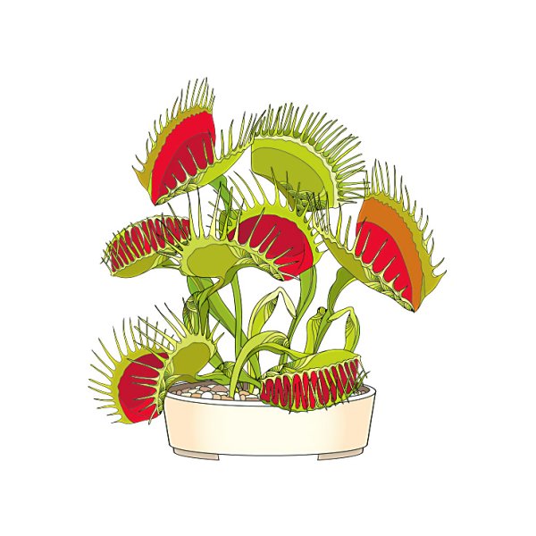 Венерина мухоловка для срисовки