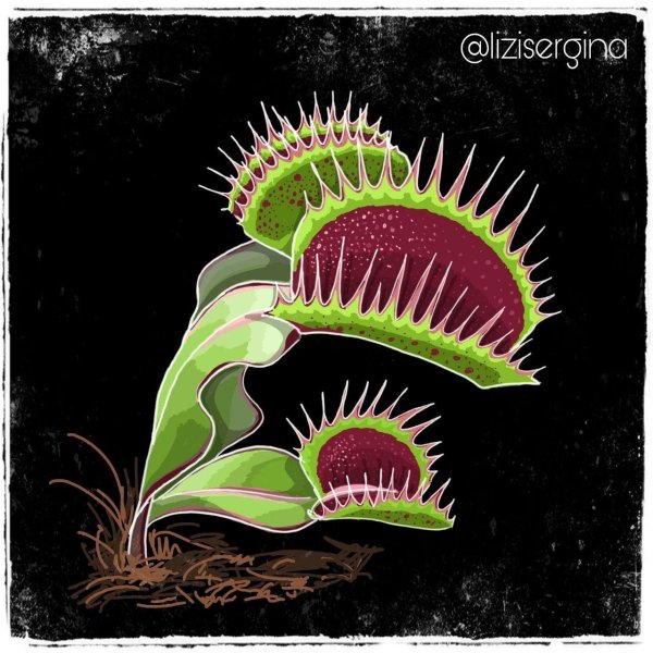 Анатомия Венериной мухоловки