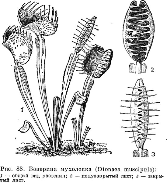 Венерина мухоловка мультяшная