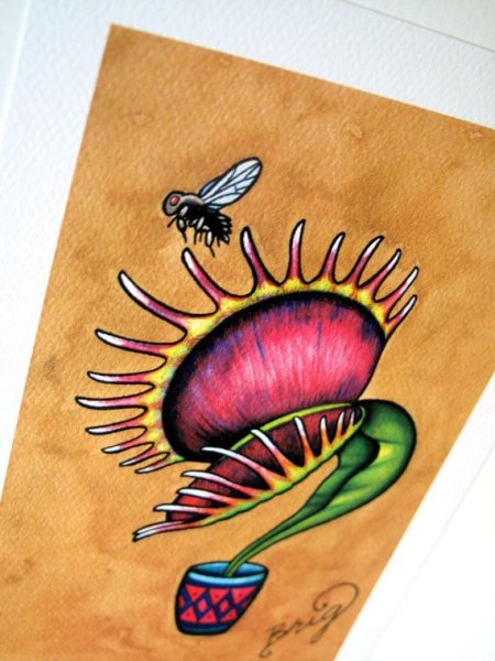 Венерина мухоловка нарисовать