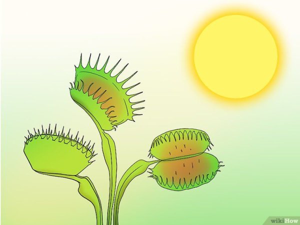 Анатомия Венериной мухоловки