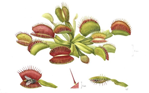 Венерина мухоловка мультик