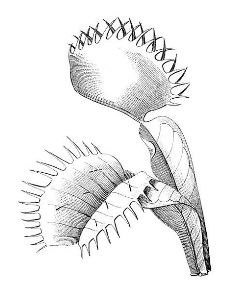 Разукрашка Венерина мухоловка