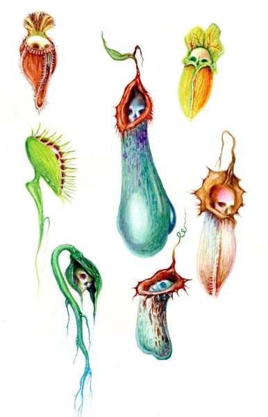 Растение Венерина мухоловка