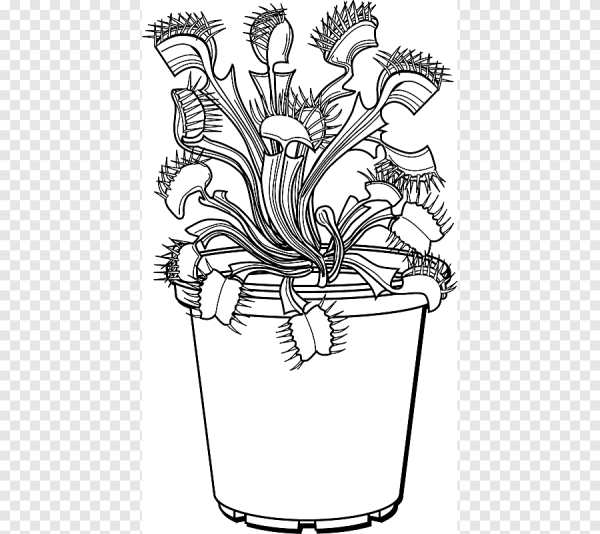 Венерина мухоловка цветок раскраска