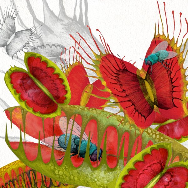 Венерина мухоловка референс