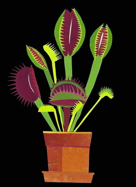 Венерина мухоловка монстр