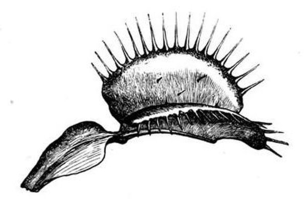 Венерина мухоловка схема