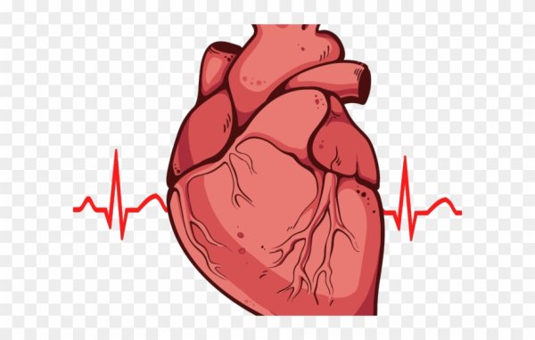 Сердце анатомия инфаркт