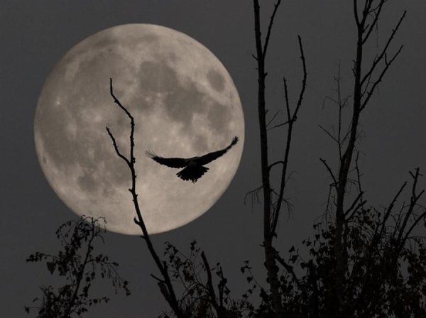 Луна сквозь ветки