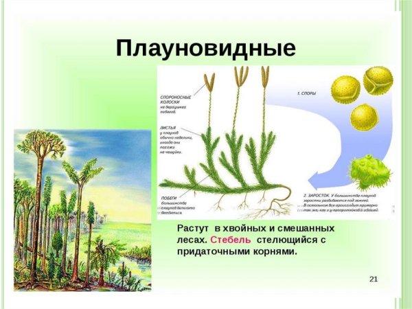 Плауновидные стебель