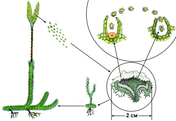 Цикл развития плауна схема