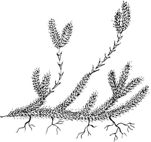 Отдел Плауновидные строение