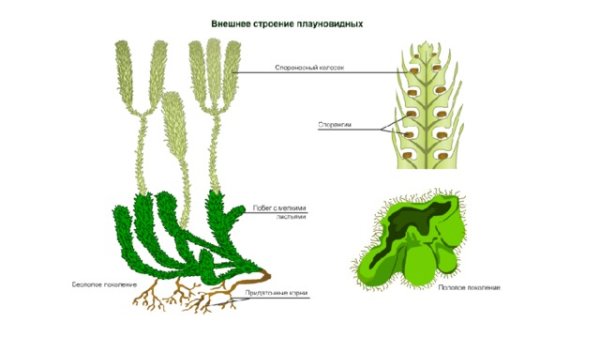 Строение и цикл развития плауна булавовидного