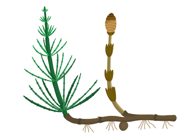 Строение плауновидных