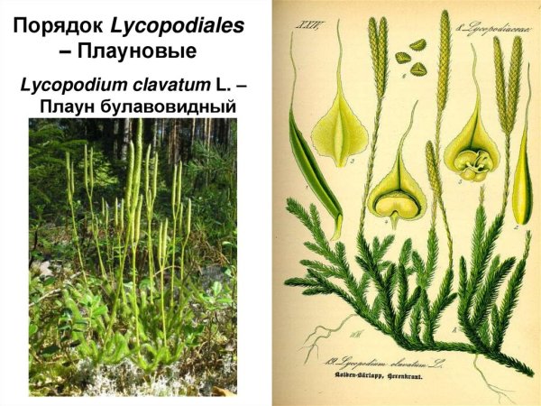 Антеридий плауна