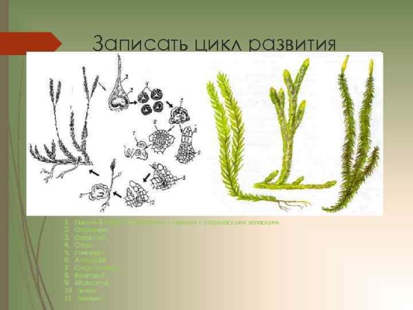 Споры плауна булавовидного