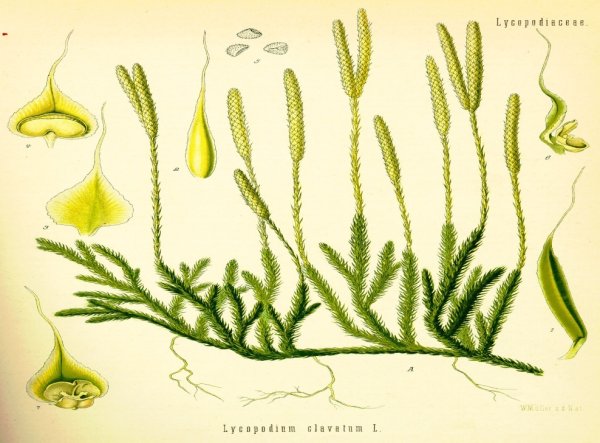 Плауновидные рис