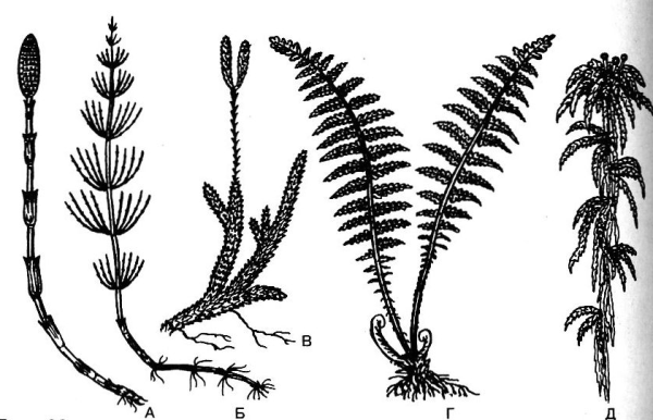 Плауны строение рисунок