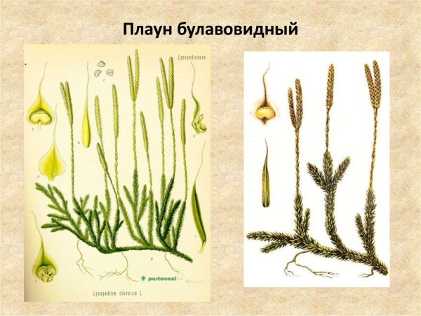 Плаун сплюснутый строение