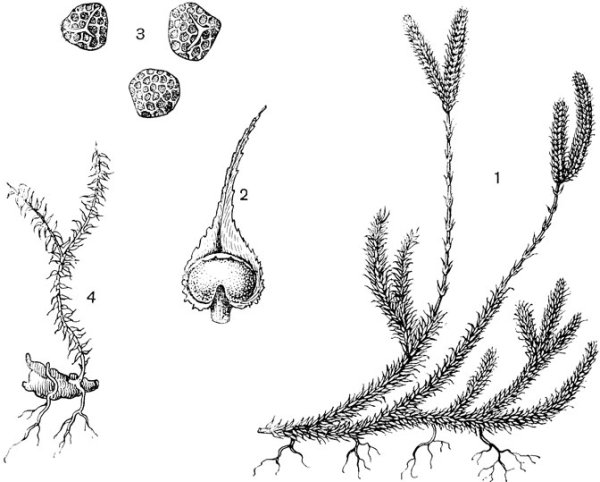 Отдел Плауновидные строение