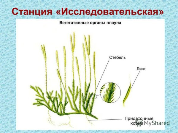 Заросток плауна булавовидного