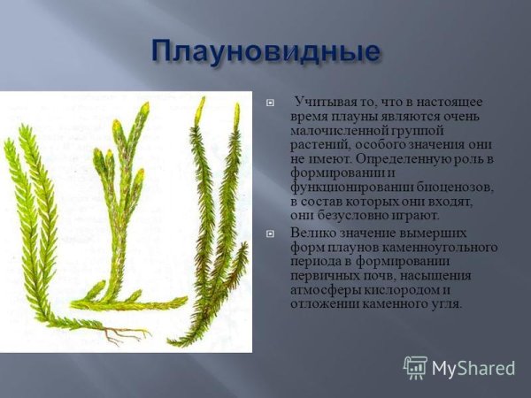 Плаун булавовидный биология