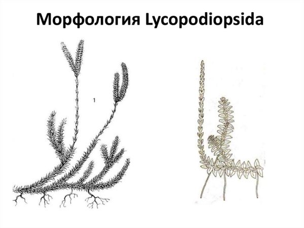 Плауновидные протолепидодендрон