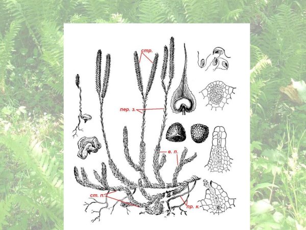 Споры плауна булавовидного