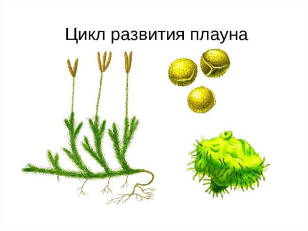 Плаун булавовидный строение