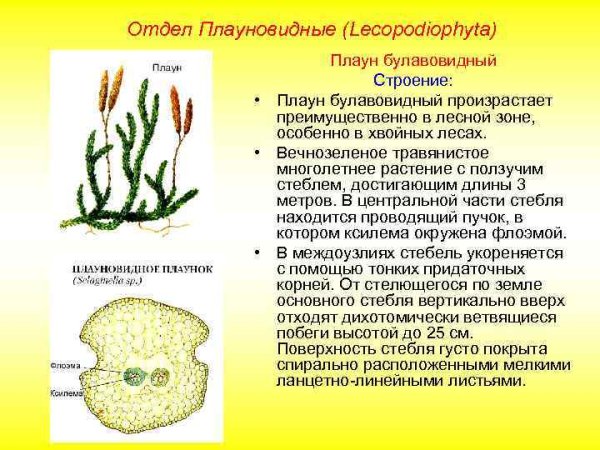 Спорофилл плауна булавовидного