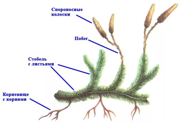 Спорофит плауна булавовидного