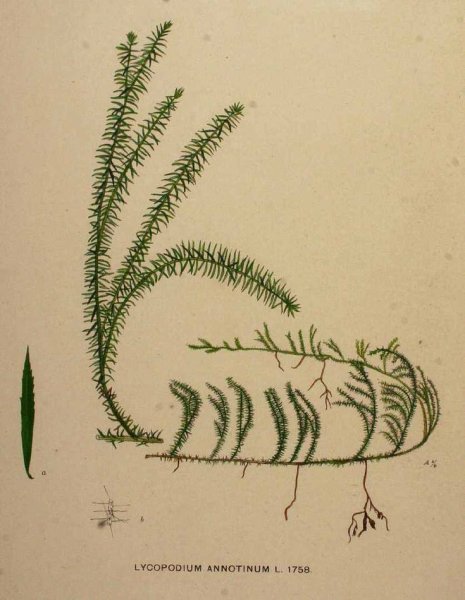 Спороносный побег плауна