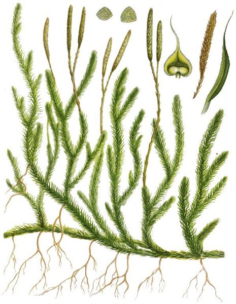 Гаметофит плауна